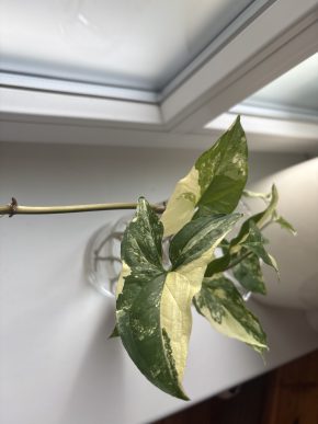 Syngonium podophyllum - Albo Variegata