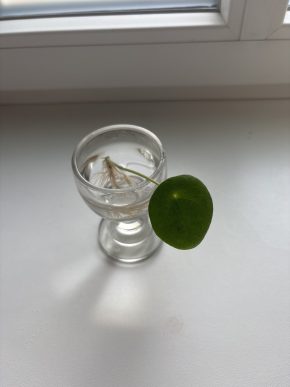 Pilea peperomioides