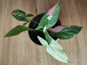 Syngonium Redspot Tricolor
