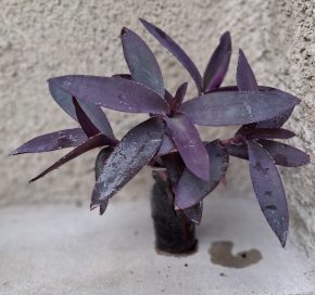 Tradescantia Pallida