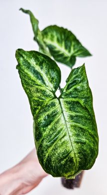 Syngonium pixe