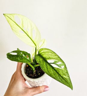 Monstera adansonii Archipelago Ghost raritka