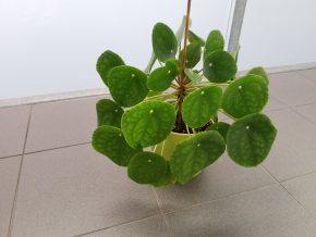 Pilea peperomioides