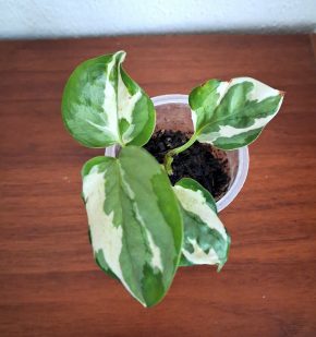 Epipremnum N'joy