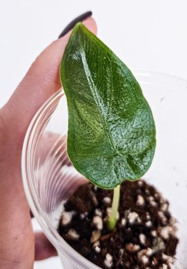 Alocasia antoro velvet