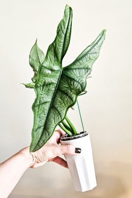 Alocasia heterophylla dragon's breath