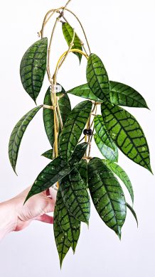 Hoya Callistophylla Black Cat