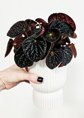 Peperomia Chocolat