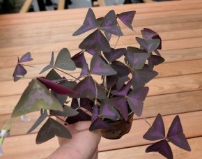 Oxalis triangularis