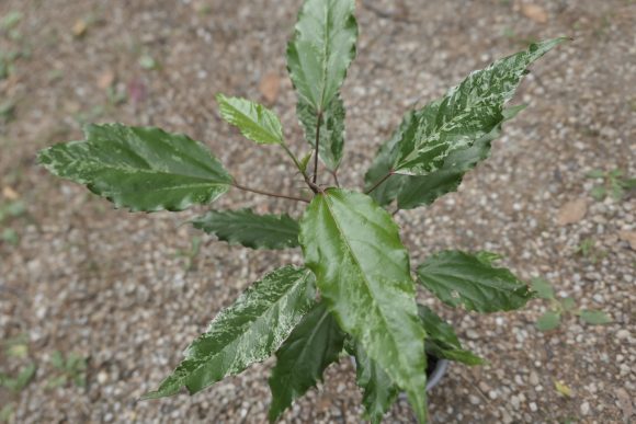 _2010171.JPG