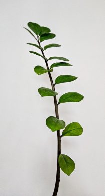 Zamioculcas zamiifoli rostlina