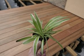 Zelenec -  Chlorophytum Variegatum