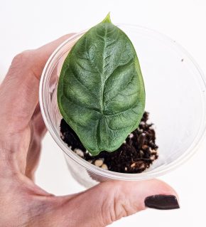Alocasia Dragon Scale