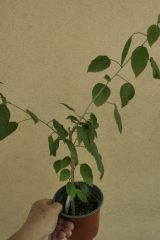 _2010224.JPG