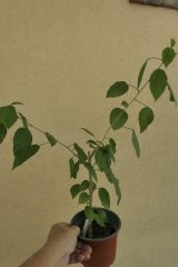 _2010226.JPG