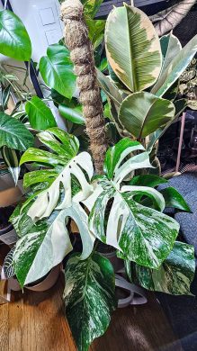 Monstera albo variegata