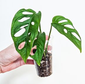 Monstera monkey musk
