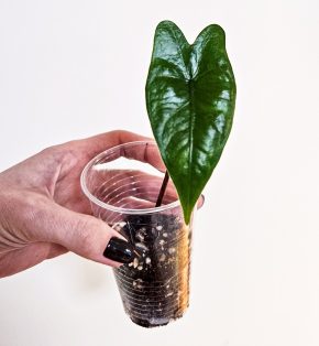 Alocasia black stem