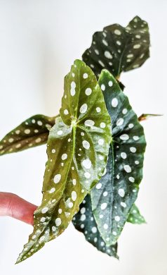 Begonia maculata