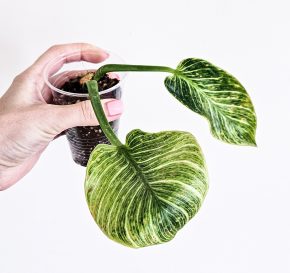 Philodendron Birkin