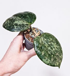 Hoya Macrophylla Snow Queen