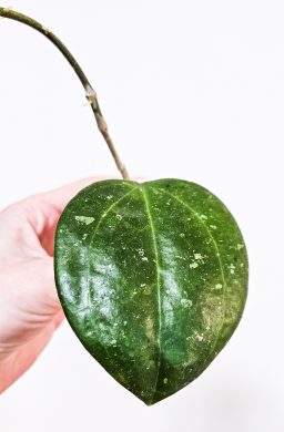 Hoya Latifolia Snow Queen Splash