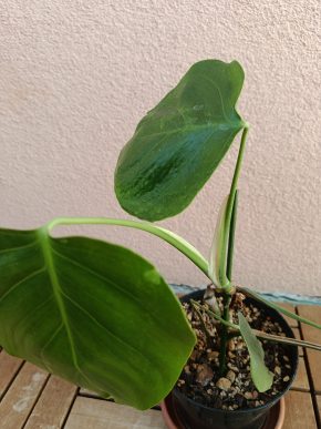Monstera Sierrana