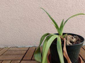 Paphiopedilum Lowii