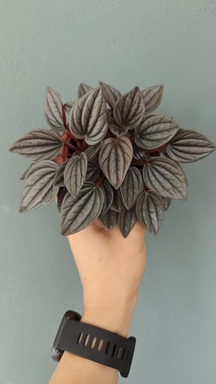1000044380.jpg