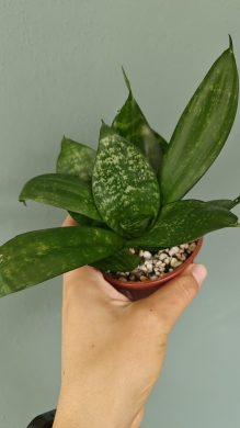 Tchýnin jazyk / Sansevieria