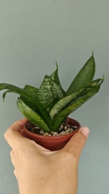 Tchýnin jazyk / Sansevieria