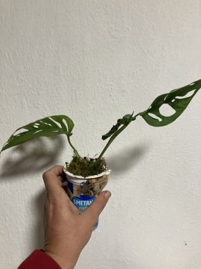 Monstera adansonii