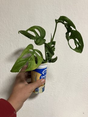 Monstera adansonii