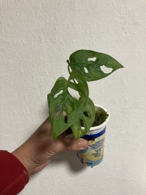 Monstera adansonii