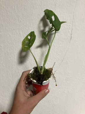 Monstera adansonii