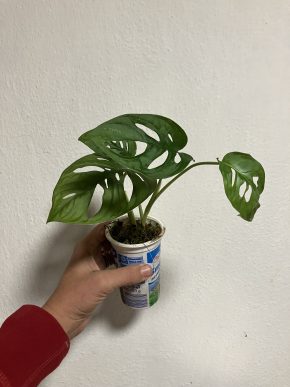 Monstera adansonii