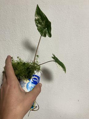 Syngonium albo