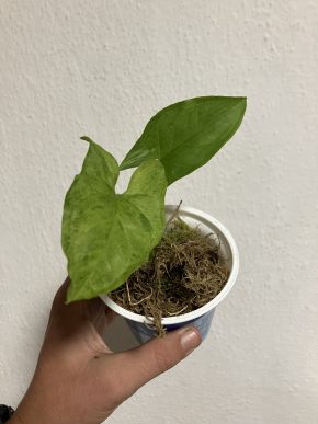 Syngonium podophyllum