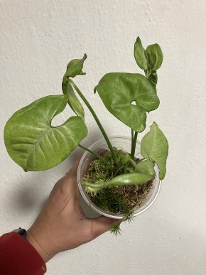 Syngonium pink confetti