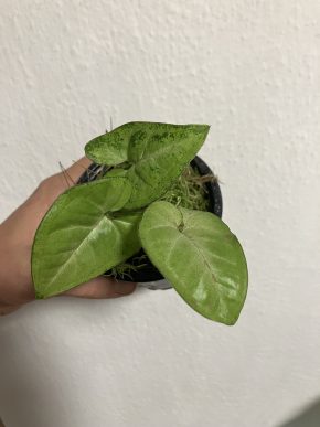 Syngonium confetti