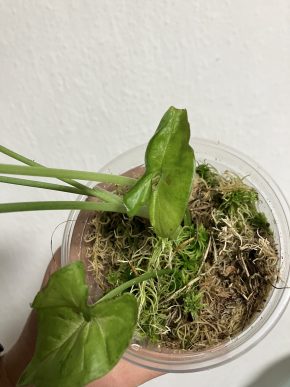Syngonium confetti