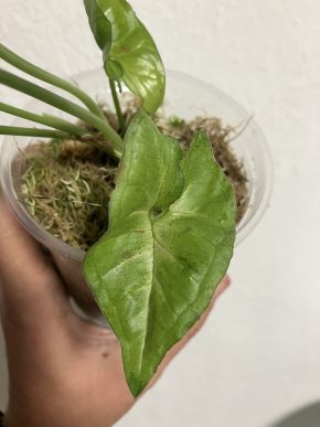 Syngonium confetti