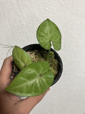 Syngonium confetti