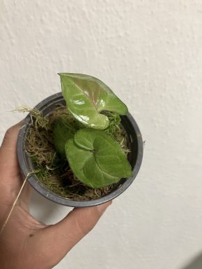 syngonium confetti