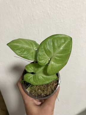 Syngonium confetti