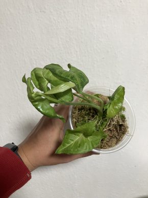 Syngonium confetti