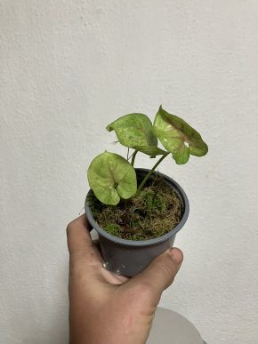 Syngonium golden allusion