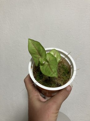 syngonium golden allusion