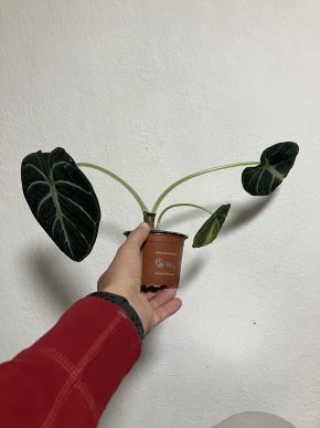 Alocasia Black velvet