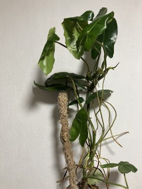 Philodendron Burle Marx